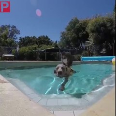 Un chien qui sert de barque à un chat.... Et hop petite ballade sur l'eau