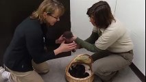 Naissance de bébés loutres dans un zoo. Moment magique