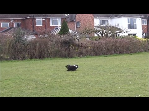 Ce chien est meilleur que Messi et Ronaldo en foot.
