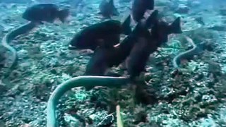 NEW 2015   Angry Shark Attack Sea Snake - 뱀 대 상어  - Shark Attack морская змея- video HD