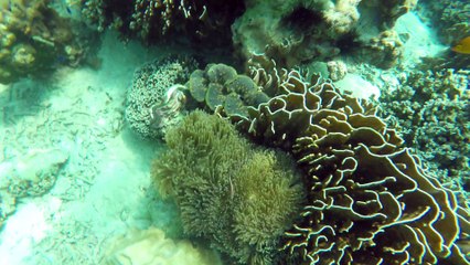 summer 2016 koh lipe