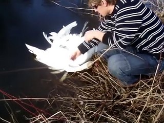 2 cygnes emmêlés entre eux viennent demander de l'aide à un homme