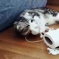 A Funny Cat playing with toilet paper rolls