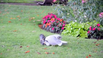 Seagull attack a pigeon