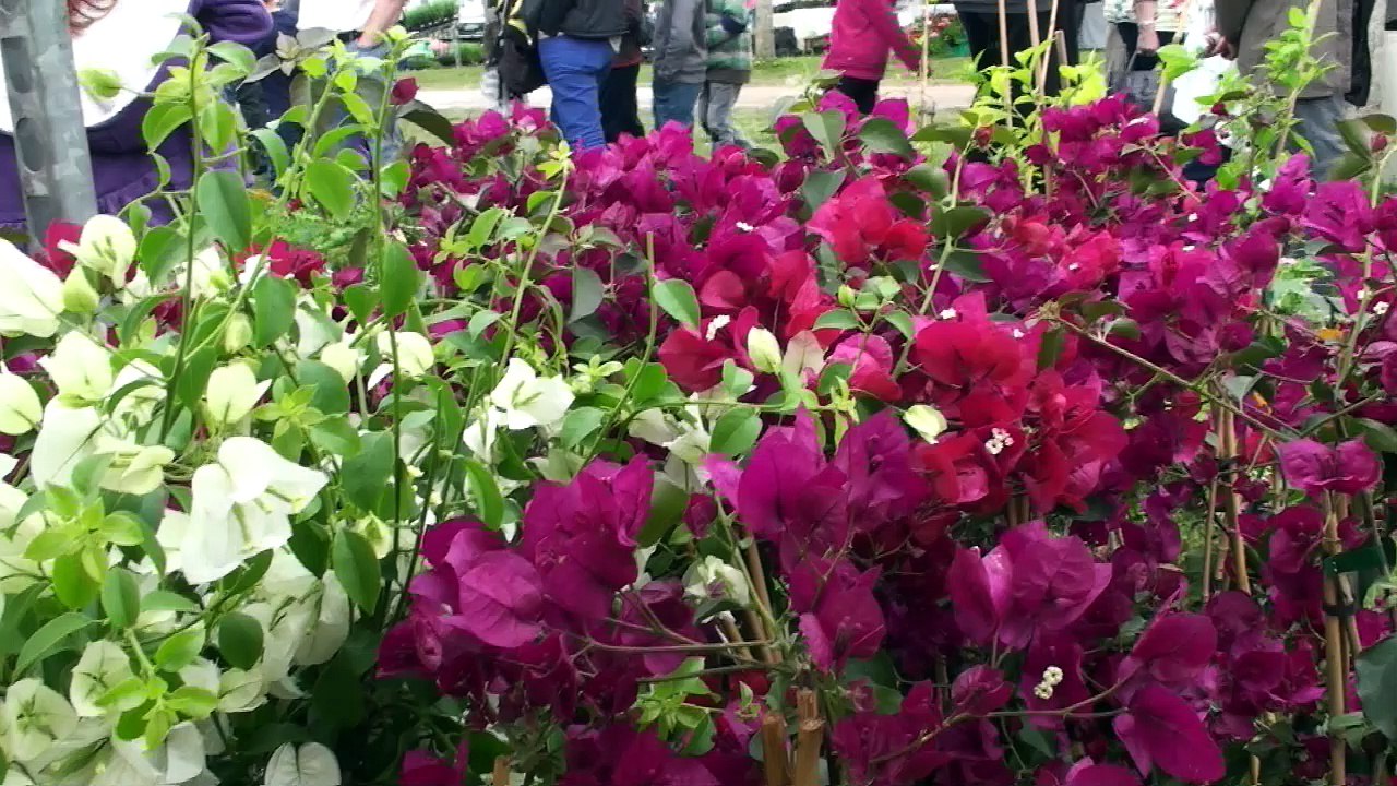 2016. Saint-Ambreuil - foire aux plantes rares