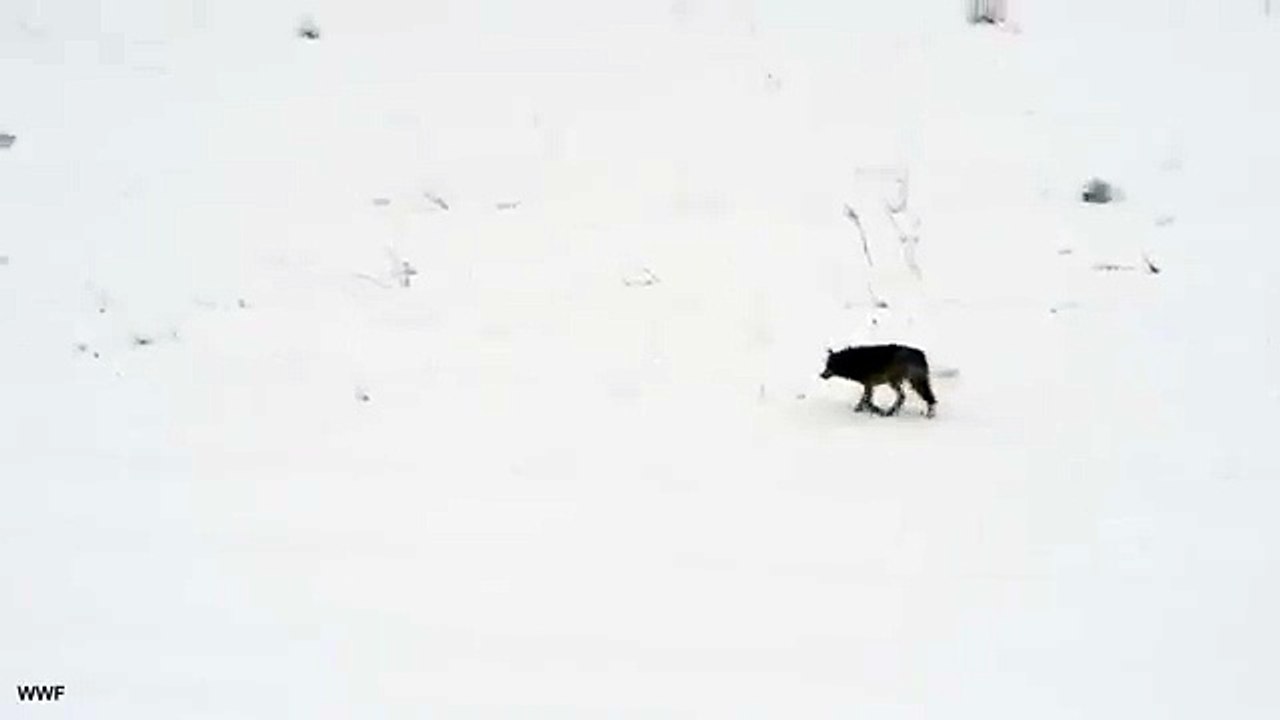 Lynx and wolf