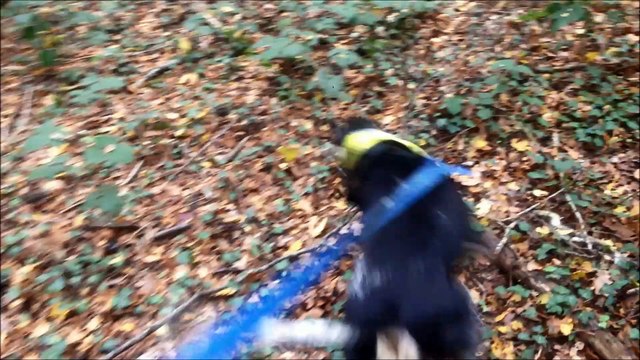 Petit Bleu de Gascogne | Le rapproché sur la piste d'un sanglier