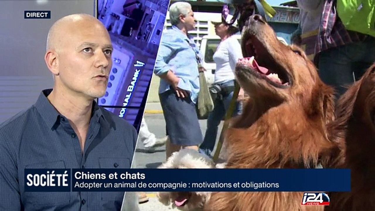 Chiens et Chats: adopter un animal de compagnie, motivations et obligations