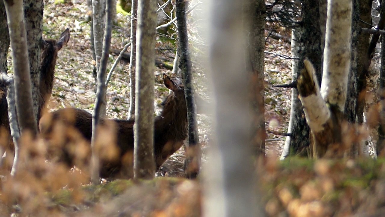 3 bîches aux aguets