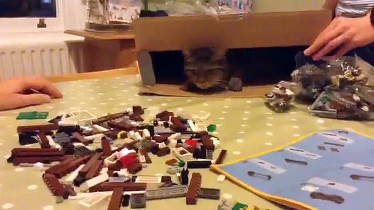 Lizzie playing with Lego | Lizzie The Cat