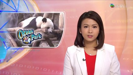 盈盈樂樂要交配 海洋公園大熊貓展館關閉 0412 2016