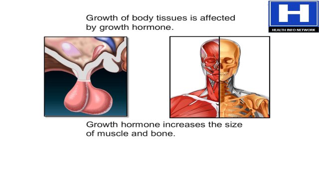 How Does Pituitary Gland Work | Hormones of Hypophysis Functions & Disorders Animation -TSH & FSH Hormones