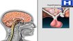 How Endocrine System Works Animation - Control of Pituitary Gland by Hypothalamus Video-Homeostasis