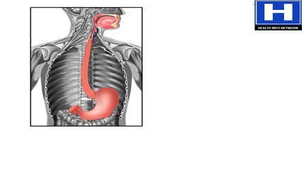 How Food Travels Through Digestive System Animation - Peristaltic Movement in Digestive Tract Video
