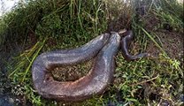 Anaconda Gigante - Serpiente vs Tigre