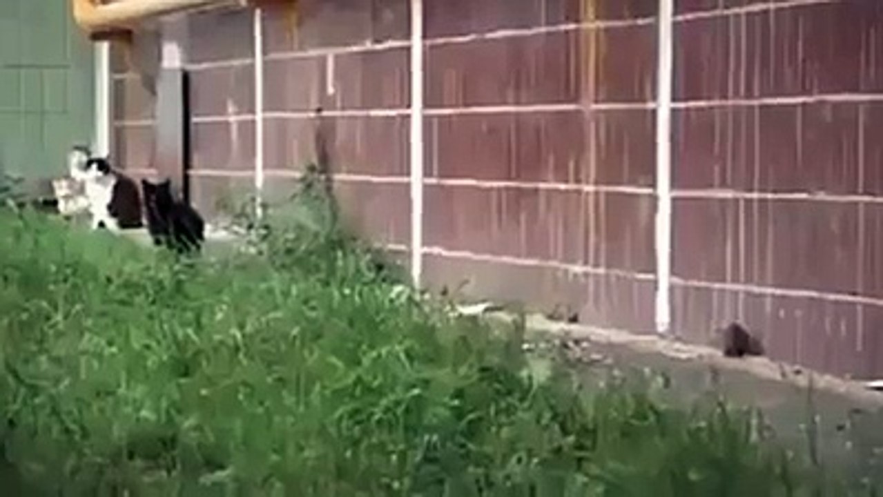 mouse fight cat funny clip