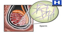 How Sperm Travels through Male Reproductive System Animation - Sperm Release Pathway Video