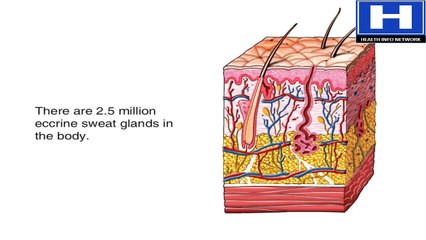 How Sweat Glands Work Animation