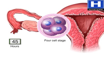 How The Embryo Develops After Fertilisation - Human Development Animation - Zygote Cell Division