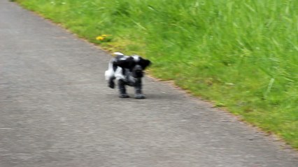 Manolito, 8 semaines, en promenade