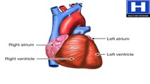 How the Heart Works Animation - Learn Heart Anatomy Vessels Valves and Chambers - Circulation Video