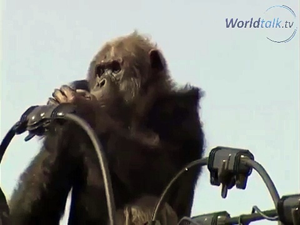 Escape of Chimpanzee from Zoo on Wires in Japan