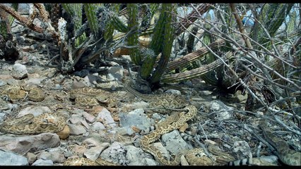 Desierto - Bande Annonce Officielle VOST
