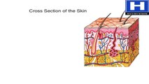 What Are the Layers of the Skin Structure and Function of the Human Skin Animation - Anatomy Video