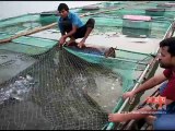 জনপ্রিয় হয়ে উঠেছে বড়াল নদীতে 'খাঁচায় মাছ চাষ' প্রকল্প