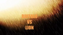 Biggest Animals Fight In History | Lion Vs Buffalo | Animals Real Fight