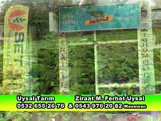 265 Emiralem Menemen Çilek