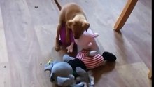 Min pin raping Peppa pig