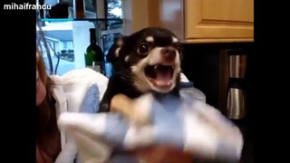 Funny Chihuahua Dogs Getting Angry Compilation 2014 [NEW]