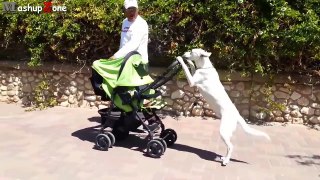Funny Dogs Acting Like Humans Compilation 2015