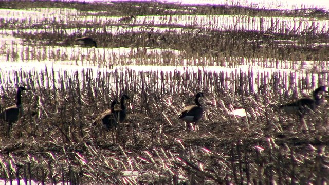 arrivée des oies au quebec part 1