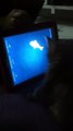 Kitten playing friskies fish on ipad