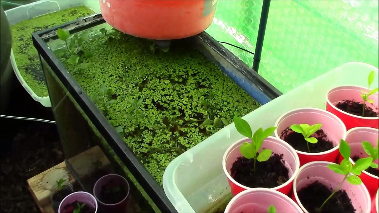Fast Growing Aquarium Plants