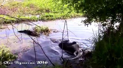 Massive Monster Alligator Eats Another Alligator And It’s Terrifying!