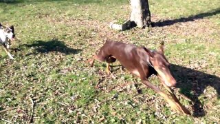 Mia and Bourbon playing