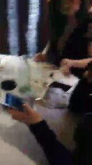 Vera GH16 on Periscope-aqui estamosss- con Nied y Emily parte 1