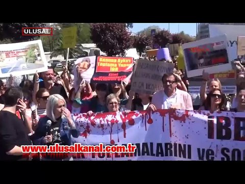 Hayvanseverler ayağa kalktı: 'Hayvanlar katlediliyor'