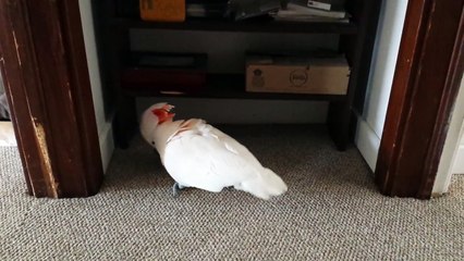 Lorsque cet oiseau apprend qu'il est sur le point d'aller chez le vétérinaire, sa réaction est INCROYABLE - MDR !