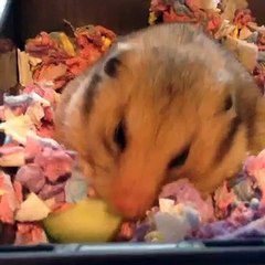 Hazel the hamster | Eating some cucumber