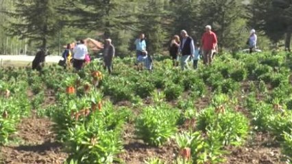 Ters Lale Yayla Şenliği" Sema Ramazanoğlu