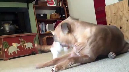 Ce petit chat s'amuse devant ce grand pitbull... avec des conséquences qu'il n'avait pas prévues!