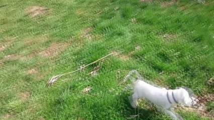 Leyla & her 7 Puppies - 6th Week - Looking for new home