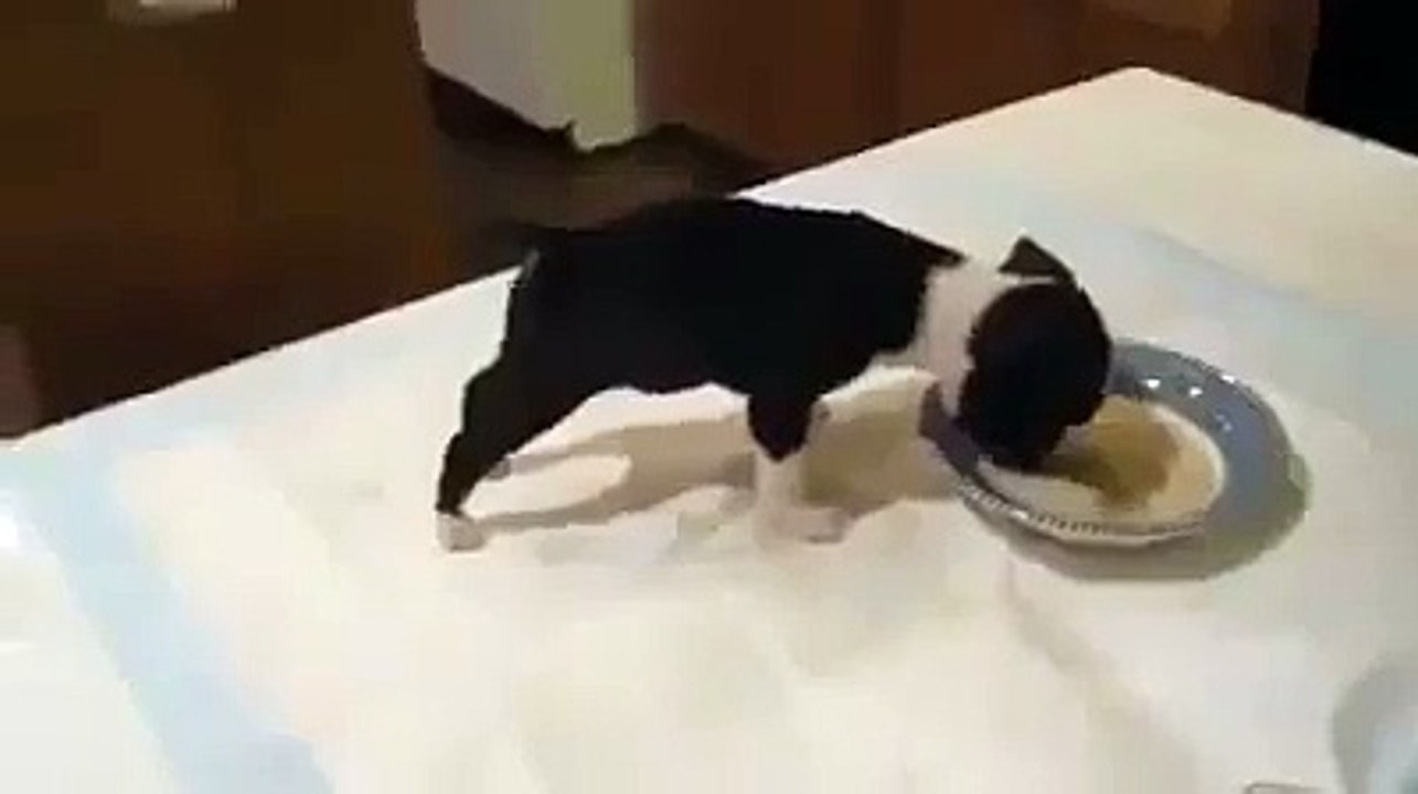 funny videos - Puppy loves his food!! Thats so cute The Craziest Videos