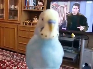 Вася говорун. Смешные приколы попугаи