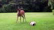 Fearless French Bulldog Scares off two bears at home!