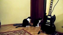 Cruel Woman Apologises For Dumping Cat In Bin